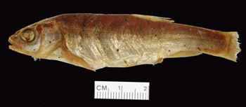 Media type: image; Ichthyology 35915